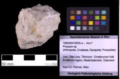 Foto (Objekt + Etiketten) von Prosopon sp. (NHMW-GEO-1990-0041-0035a)